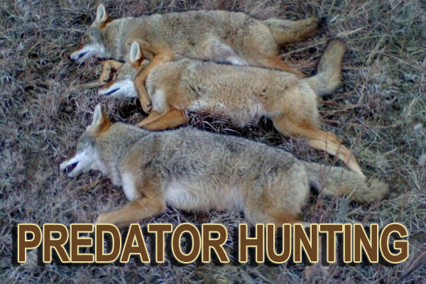 predator hunts in Kansas
